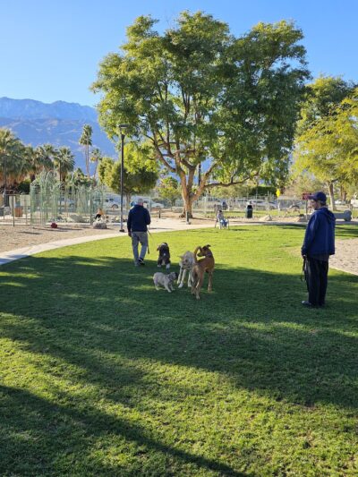 David H. Ready Palm Springs Dog Park - Palm Springs, CA