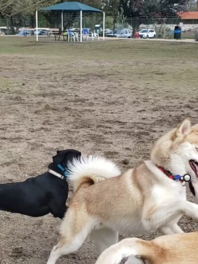 David H. Ready Palm Springs Dog Park - Palm Springs, CA