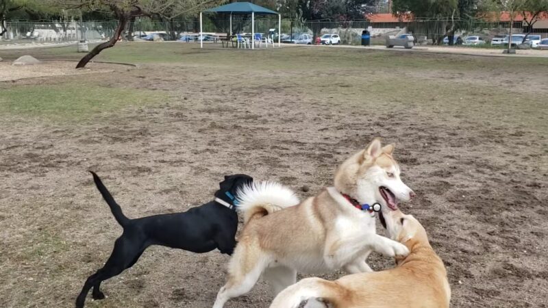 David H. Ready Palm Springs Dog Park - Palm Springs, CA