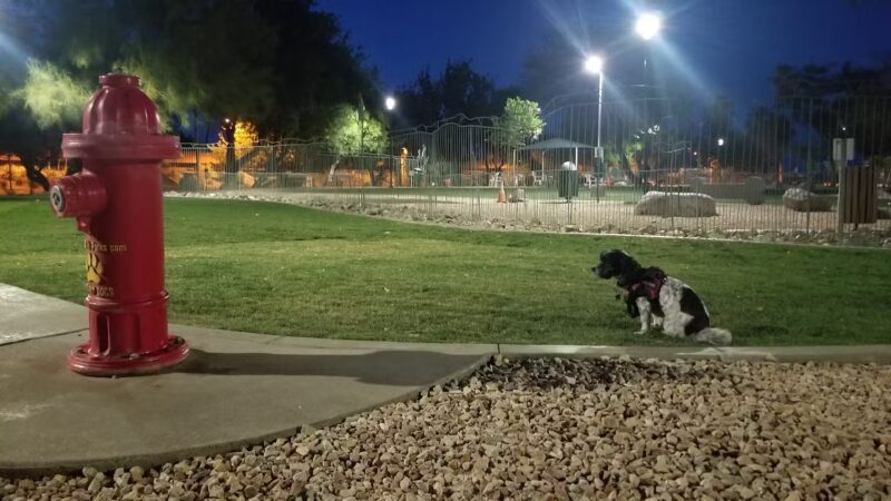 David H. Ready Palm Springs Dog Park - Palm Springs, CA