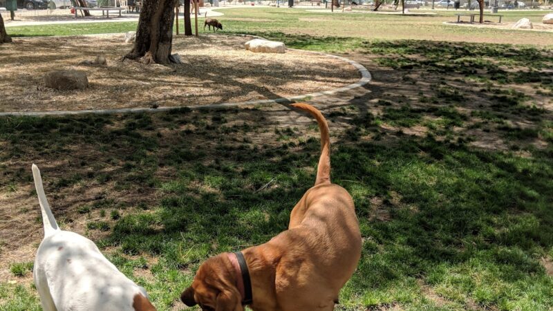 David H. Ready Palm Springs Dog Park - Palm Springs, CA