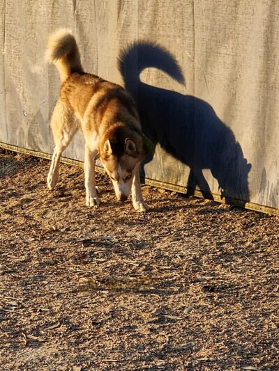 Palm Springs Large Dog Park - Palm Springs, CA