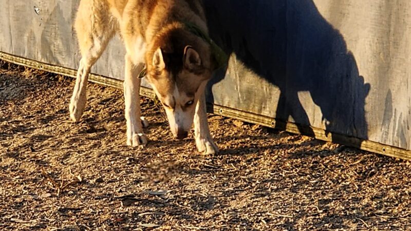 Palm Springs Large Dog Park - Palm Springs, CA