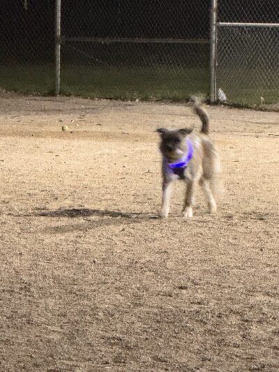Palm Springs Large Dog Park - Palm Springs, CA