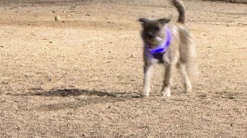 Palm Springs Large Dog Park - Palm Springs, CA