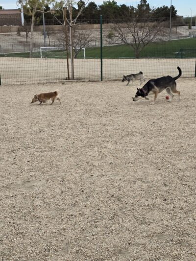 Yellen Dog Park - Palmdale, CA