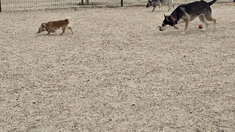Yellen Dog Park - Palmdale, CA