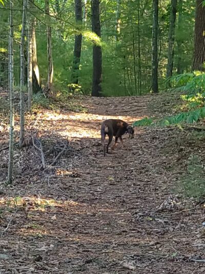 Burleigh Park - Palmer, MA