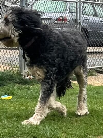 Palmerton Dog Park - Palmerton, PA