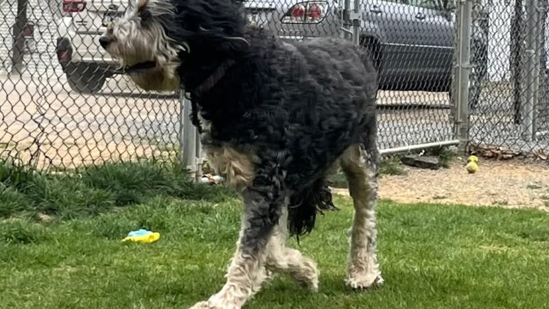 Palmerton Dog Park - Palmerton, PA