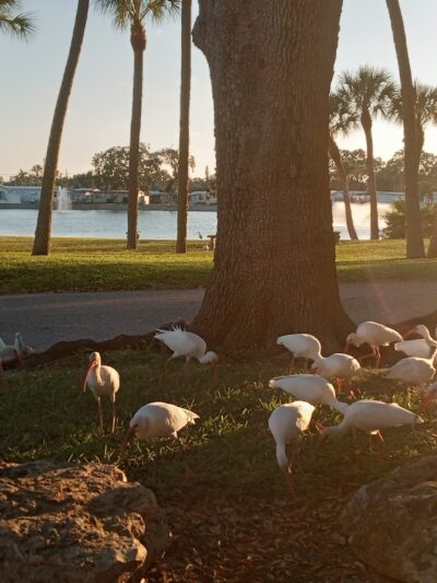 17th Street Park - Palmetto, FL