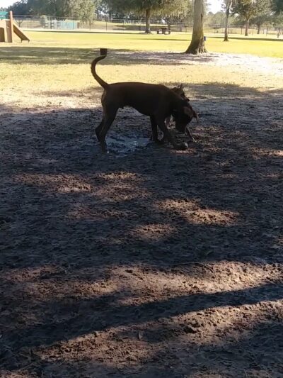 Dog Leg Canine Park - Palmetto, FL