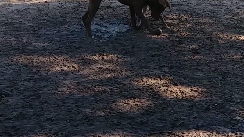 Dog Leg Canine Park - Palmetto, FL