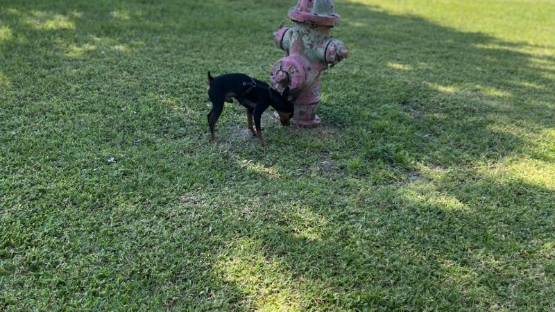 Dog Leg Canine Park - Palmetto, FL