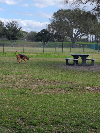 Dog Leg Canine Park - Palmetto, FL