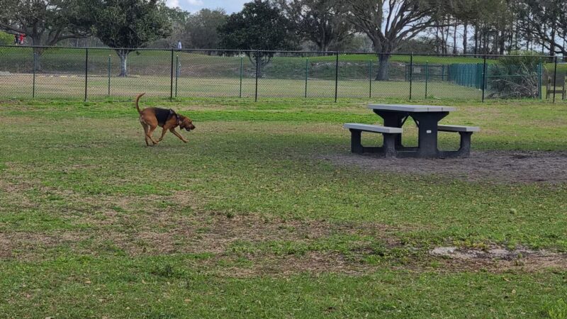 Dog Leg Canine Park - Palmetto, FL