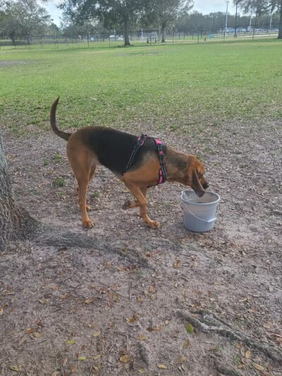 Dog Leg Canine Park - Palmetto, FL