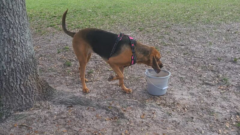 Dog Leg Canine Park - Palmetto, FL