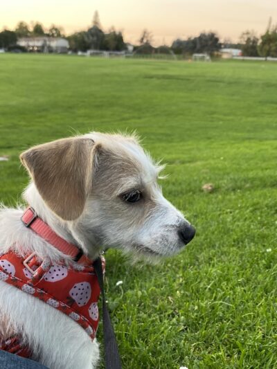 Greer Dog Park - Palo Alto, CA