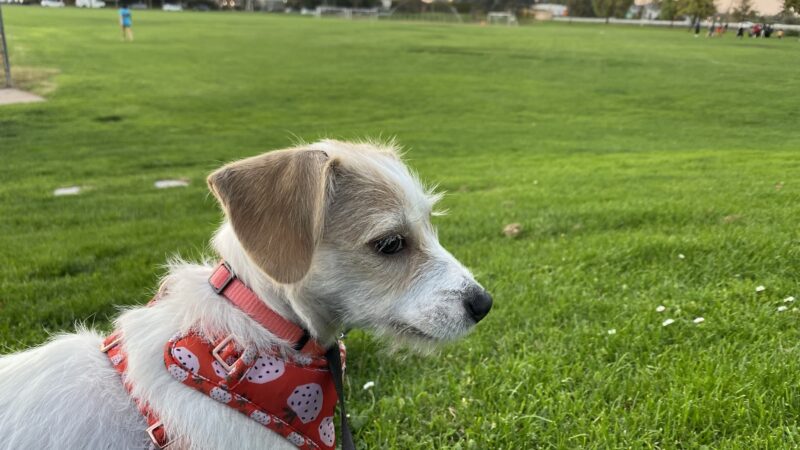 Greer Dog Park - Palo Alto, CA
