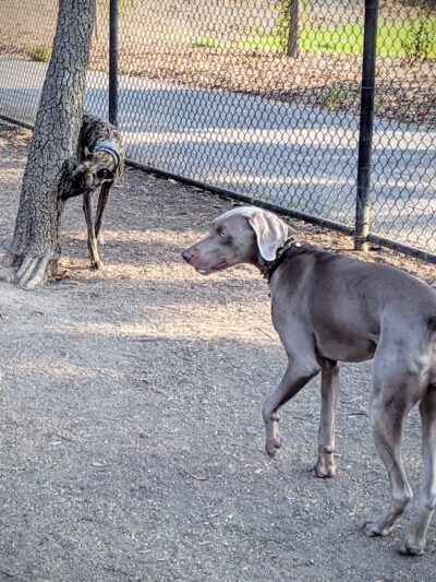 Greer Dog Park - Palo Alto, CA