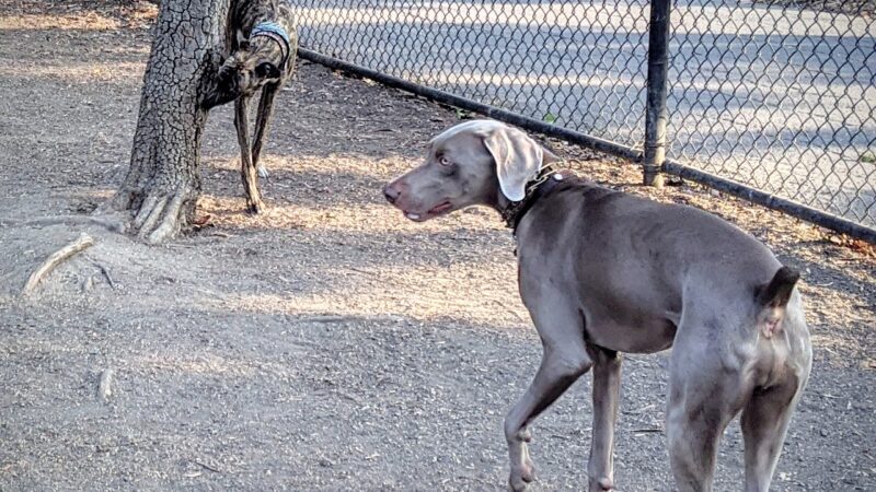 Greer Dog Park - Palo Alto, CA