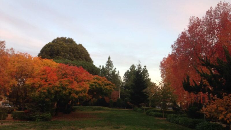 Jerry Bowden Park - Palo Alto, CA