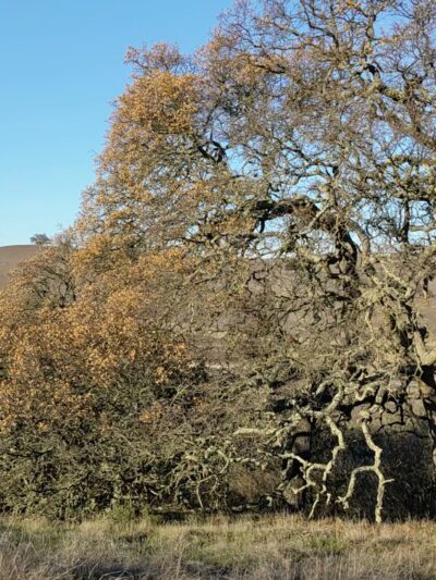 Pearson-Arastradero Preserve - Palo Alto, CA