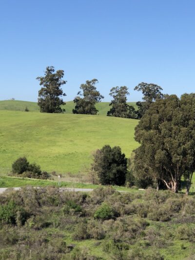 Pearson-Arastradero Preserve - Palo Alto, CA