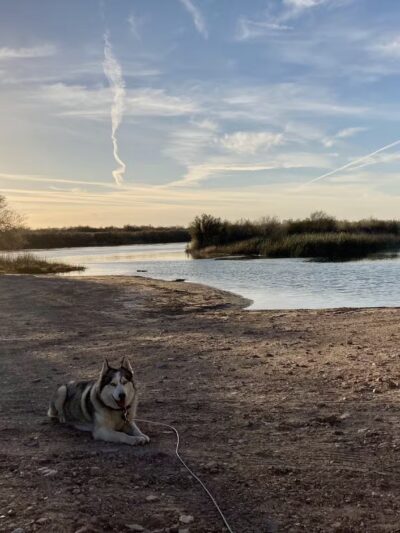 Palo Verde County Park - Palo Verde, CA