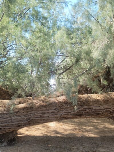 Palo Verde County Park - Palo Verde, CA