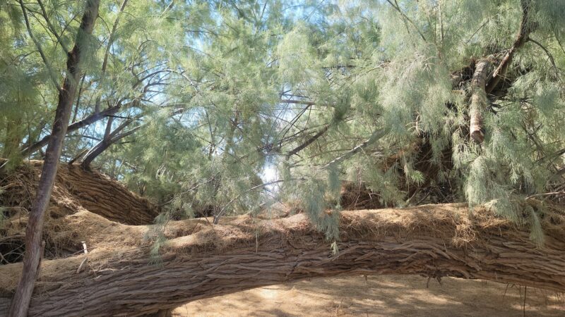 Palo Verde County Park - Palo Verde, CA