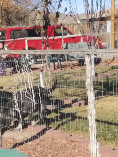 Duffield dog park - Panaca, NV