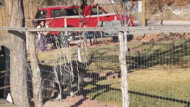 Duffield dog park - Panaca, NV