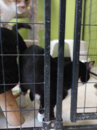 Panora PETS - Panora, IA