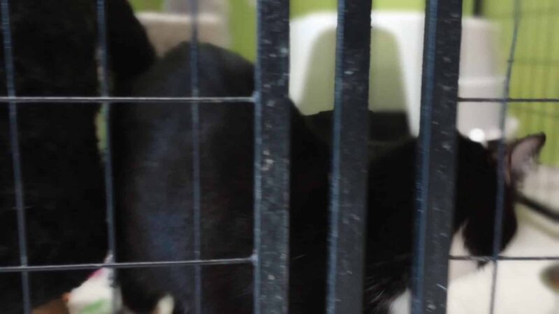 Panora PETS - Panora, IA