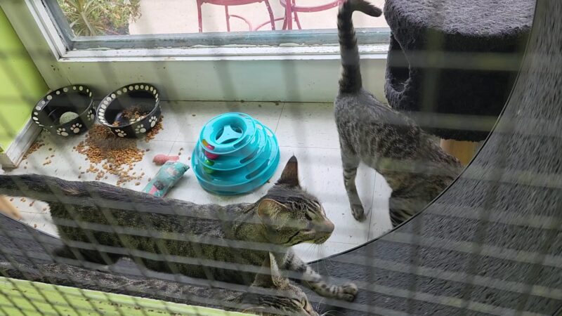 Panora PETS - Panora, IA