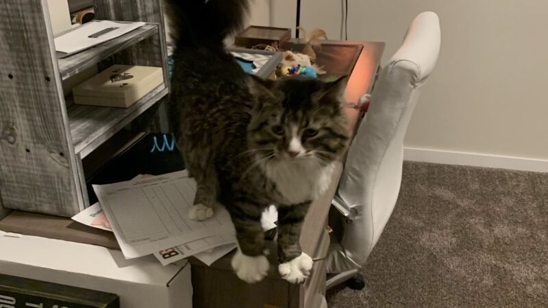 Panora PETS - Panora, IA