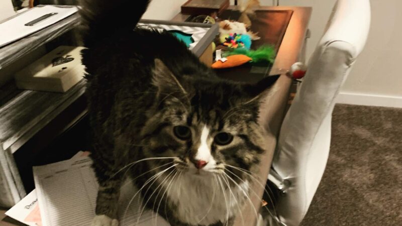 Panora PETS - Panora, IA
