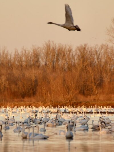 Pungo Unit of Pocosin Lakes National Wildlife Refuge - Pantego, NC