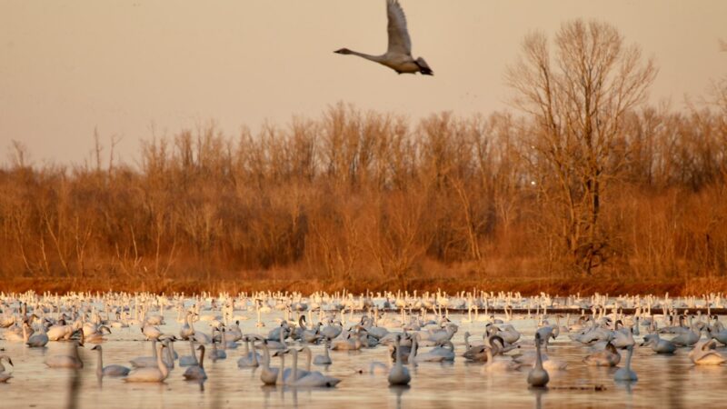 Pungo Unit of Pocosin Lakes National Wildlife Refuge - Pantego, NC