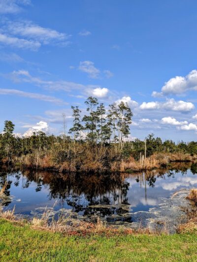 Pungo Unit of Pocosin Lakes National Wildlife Refuge - Pantego, NC
