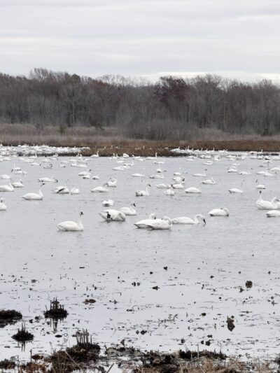 Pungo Unit of Pocosin Lakes National Wildlife Refuge - Pantego, NC