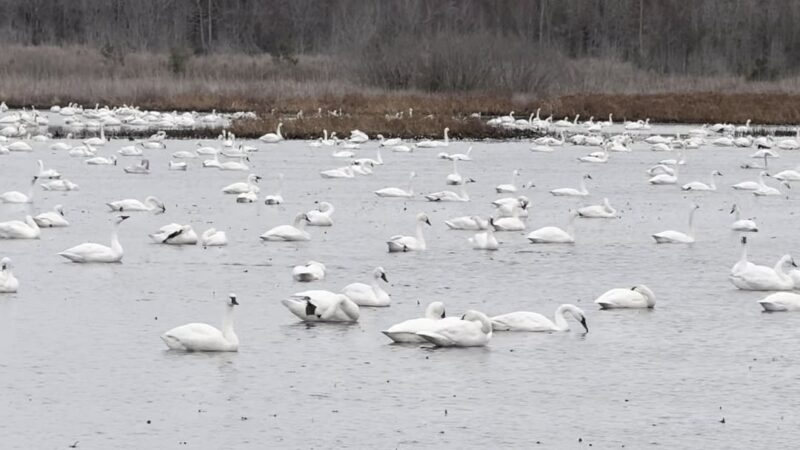 Pungo Unit of Pocosin Lakes National Wildlife Refuge - Pantego, NC