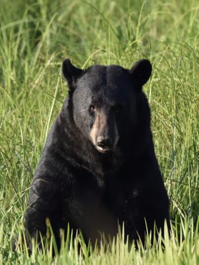 Pungo Unit of Pocosin Lakes National Wildlife Refuge - Pantego, NC