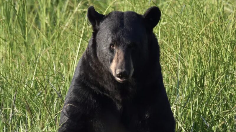 Pungo Unit of Pocosin Lakes National Wildlife Refuge - Pantego, NC