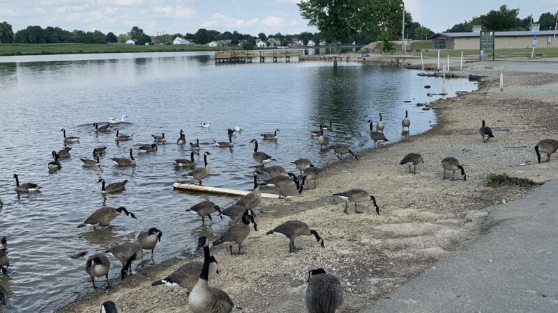 Reynolds Park - Paragould, AR