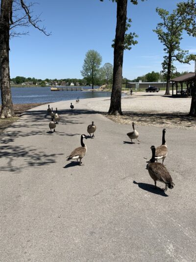 Reynolds Park - Paragould, AR