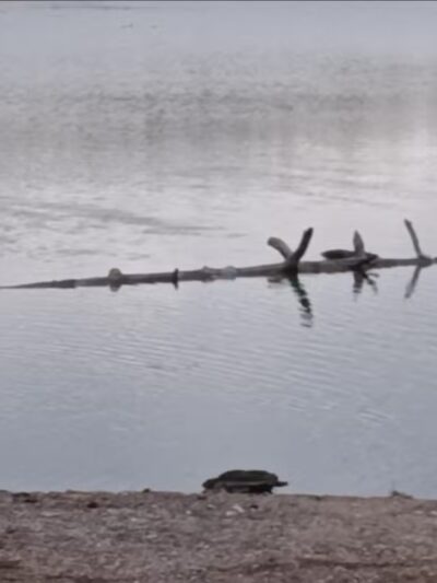 Reynolds Park - Paragould, AR