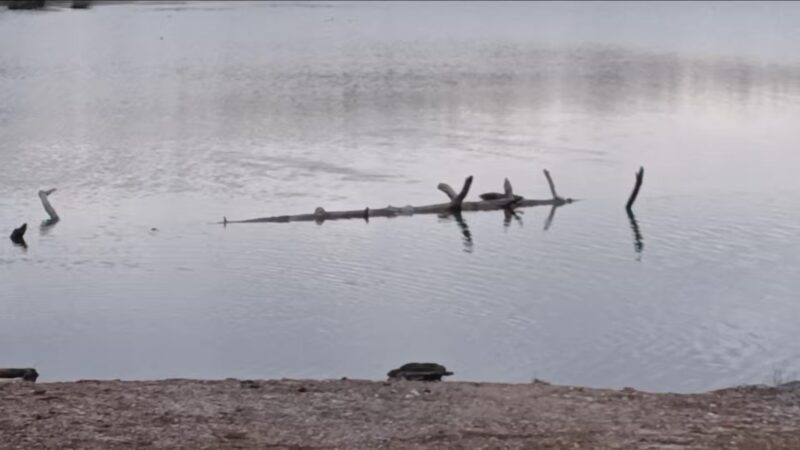 Reynolds Park - Paragould, AR